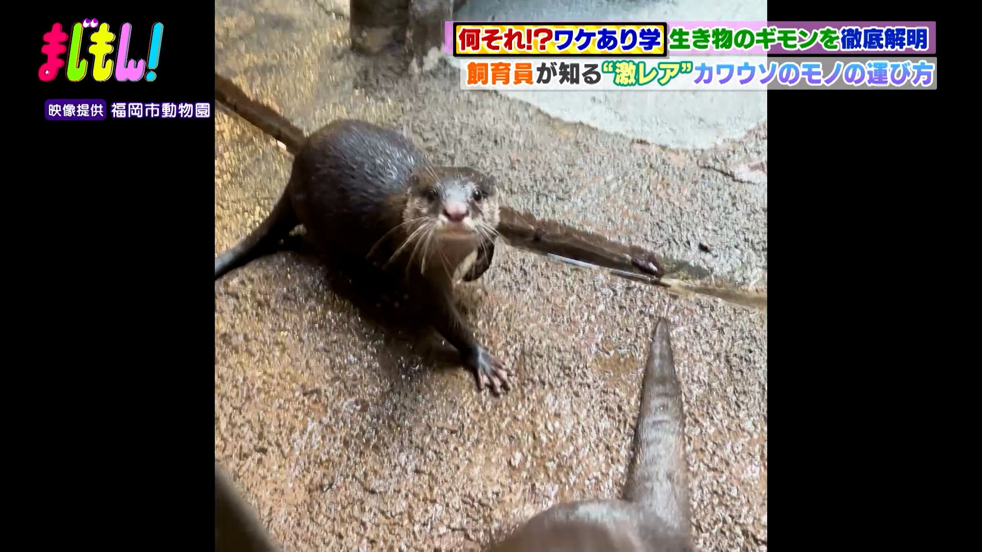 動物や海の生き物の“なぜ”を解明！～福岡の動物園編「到津の森公園