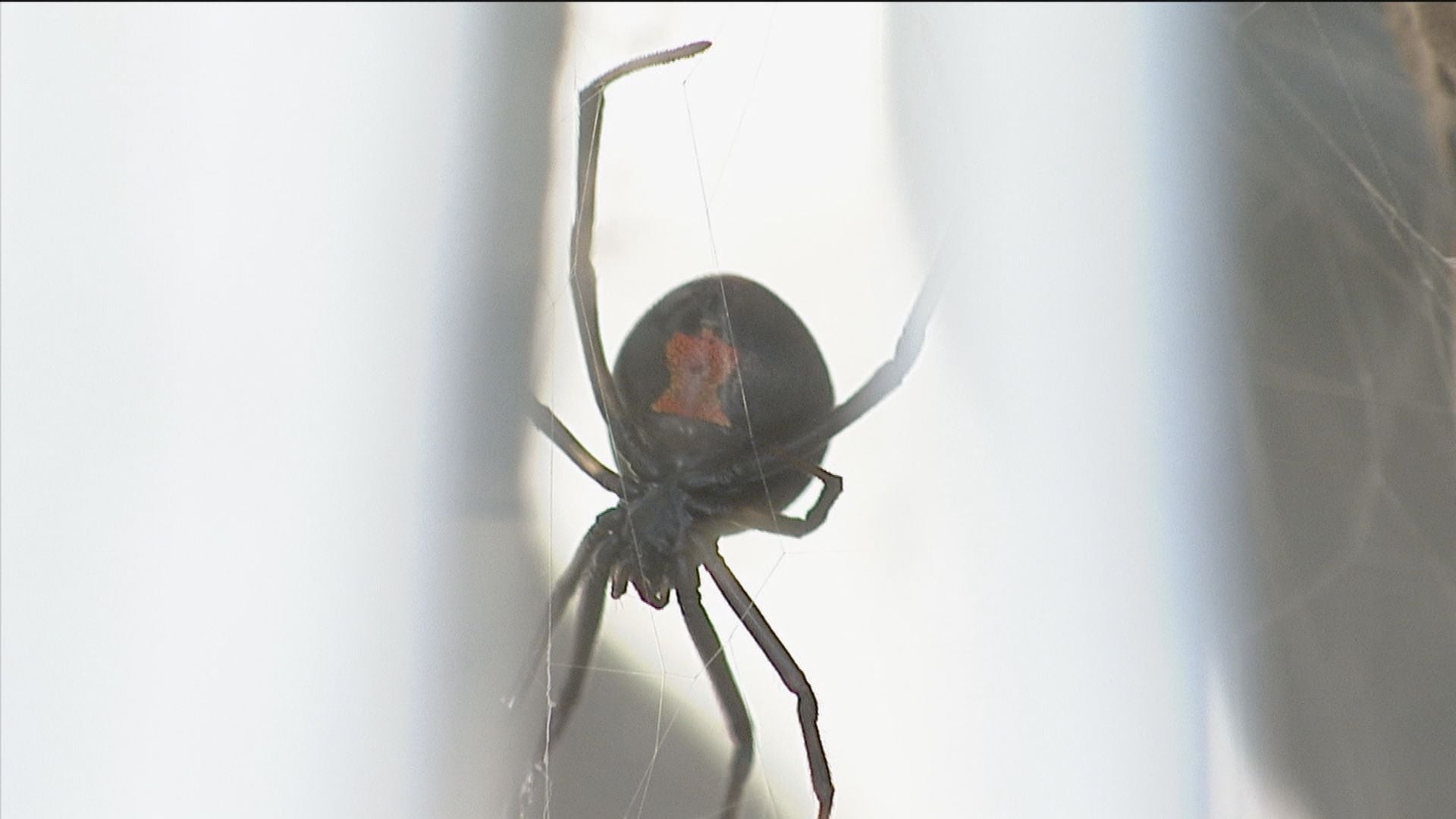 注意！“夏の危険生物”虫による相次ぐ被害 マダニにかまれて死亡した例も - RKBオンライン