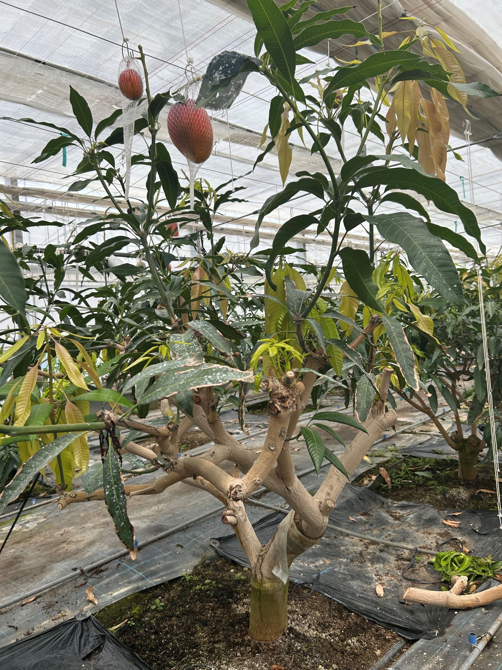 JAたがわ 青壮年部・高木隆一さんのマンゴー 明光院昌子 - RKB毎日放送