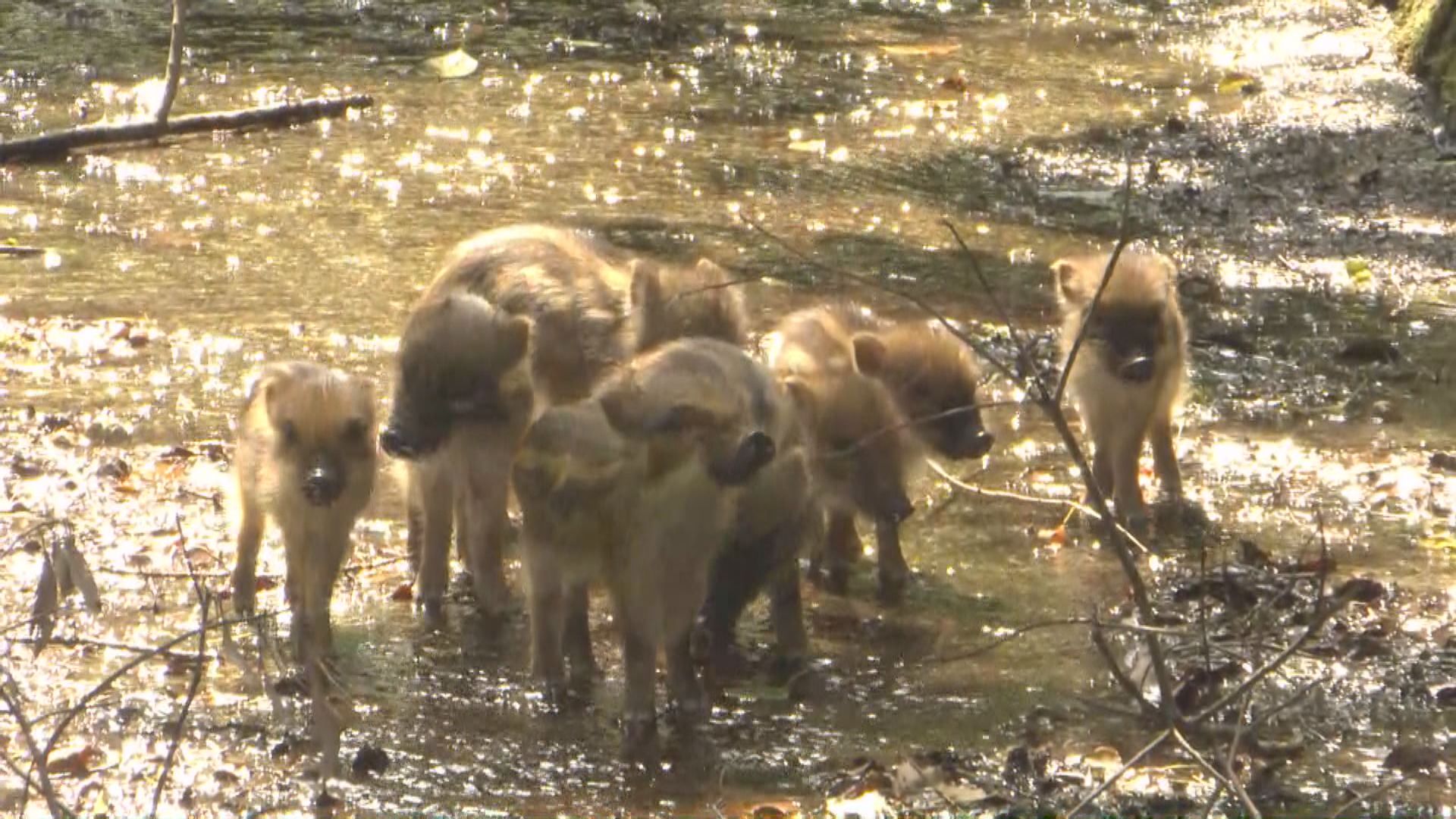 今年も水路にはまった“ウリ坊”手を出せないはずの野生動物を行政が