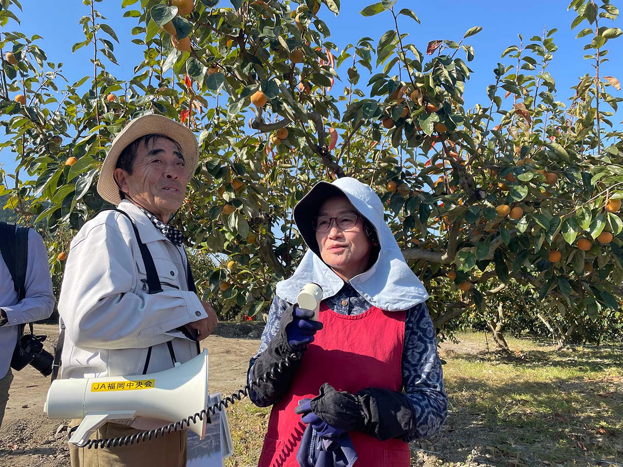 JAにじの柿「秋王」 堀加寿美 - RKB毎日放送