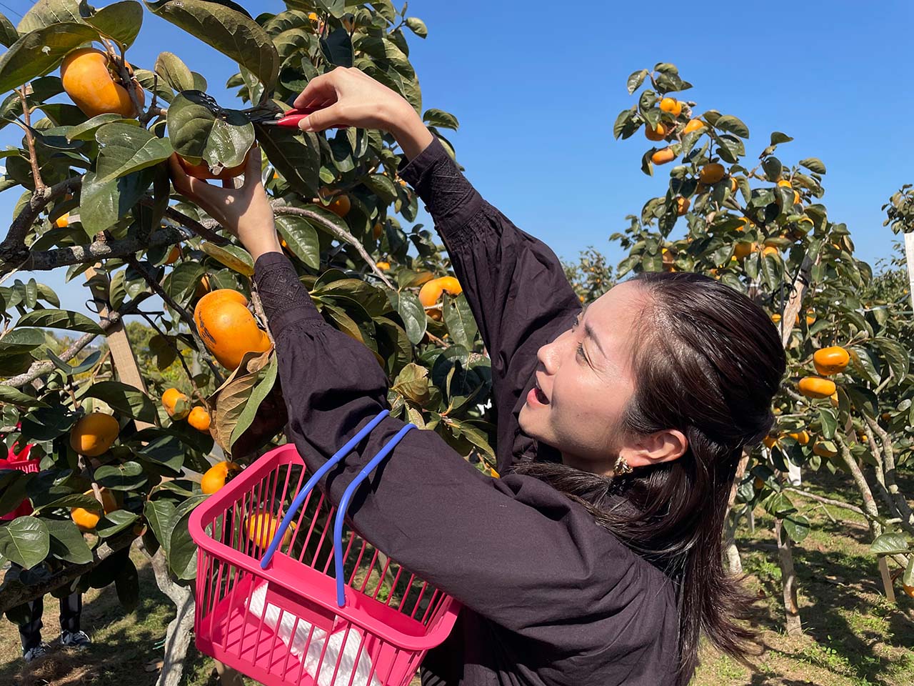 JAにじの柿「秋王」 堀加寿美 - RKB毎日放送