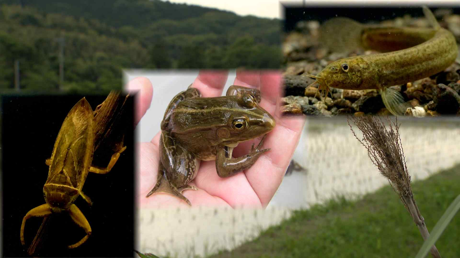 田んぼから消えた「トノサマガエル」絶滅危惧種を探して研究員と記者が“大捜索” - RKBオンライン