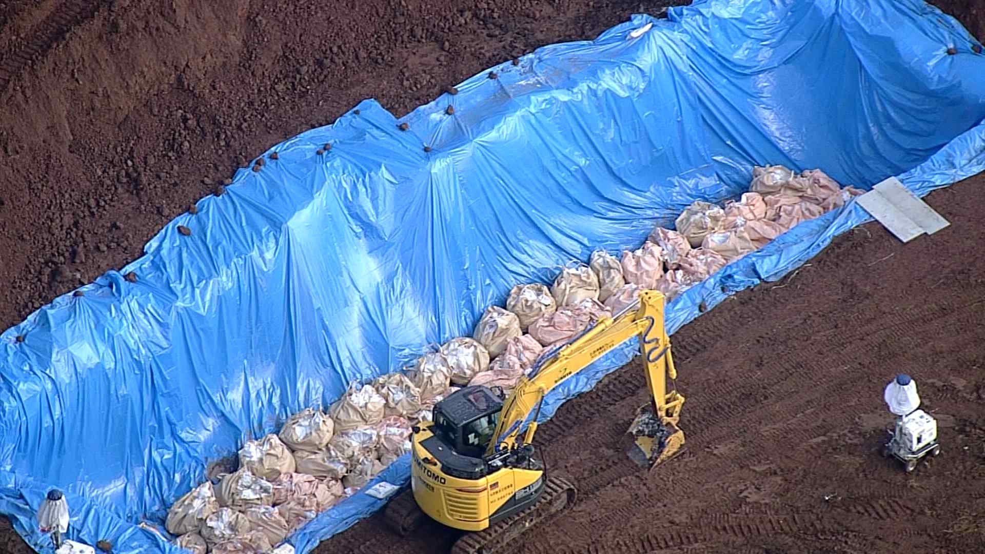1万頭飼育の養豚場でも200頭が“陽性”「豚熱」が確認された佐賀県