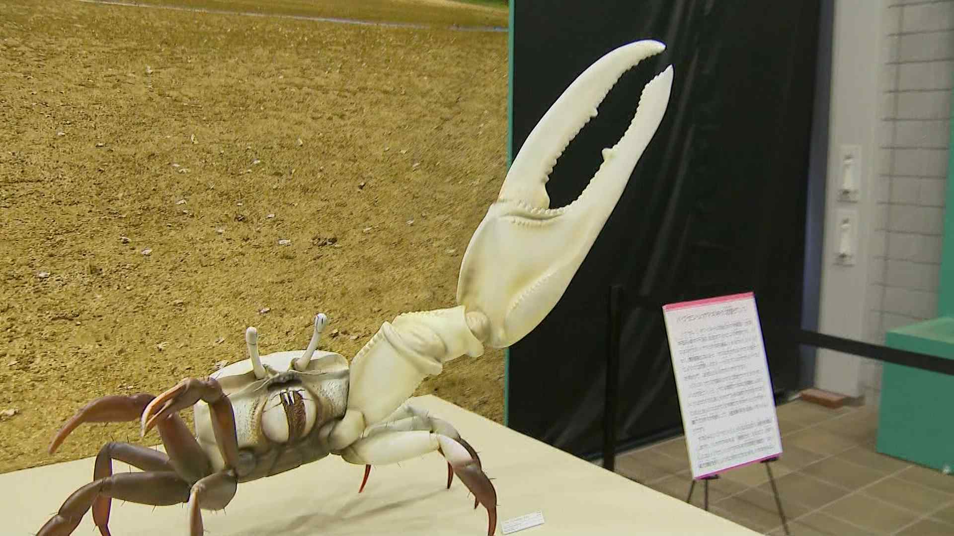 ワン！と鳴くカエル」の新種を発見 独自の進化とげ虫のように鳴く