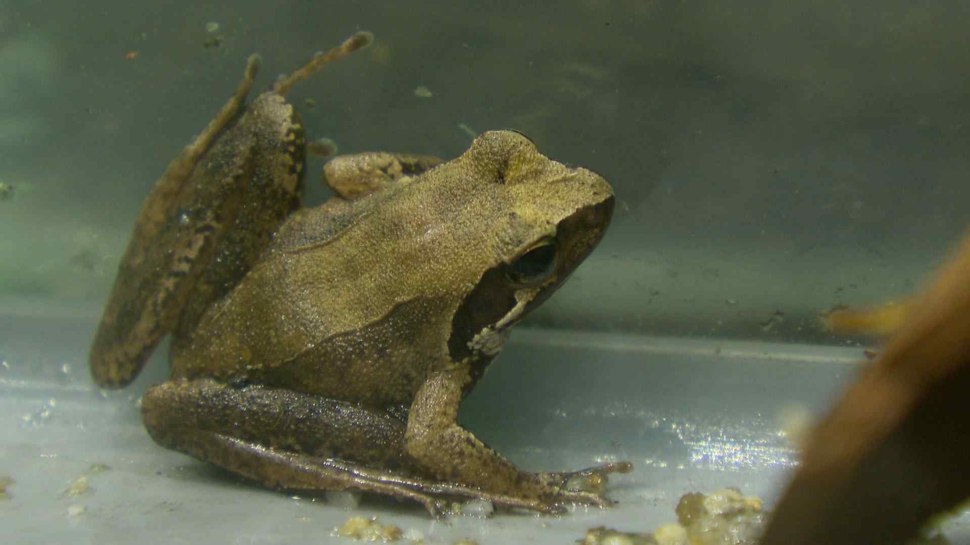 ワン！と鳴くカエル」の新種を発見 独自の進化とげ虫のように鳴く