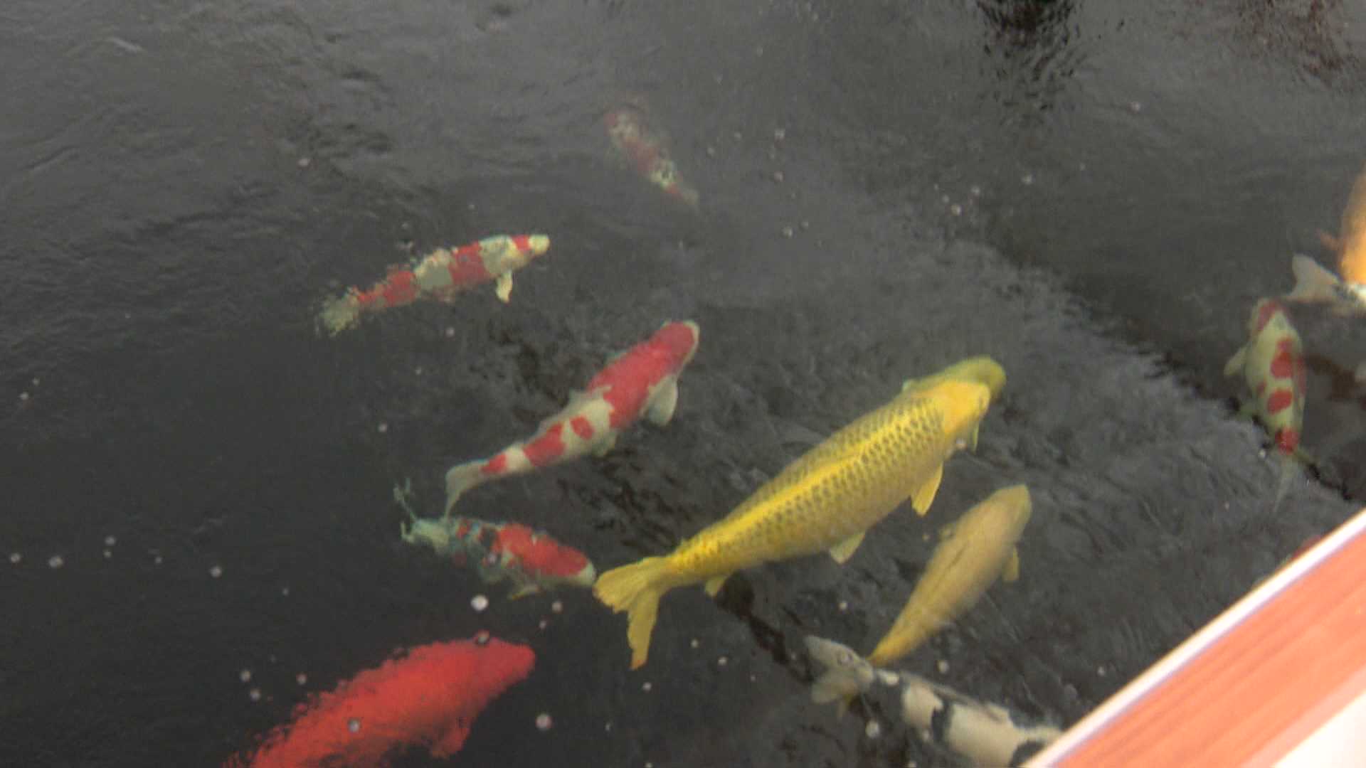 ビューティフル！」“泳ぐ宝石”ニシキゴイに円安で海外から熱い視線