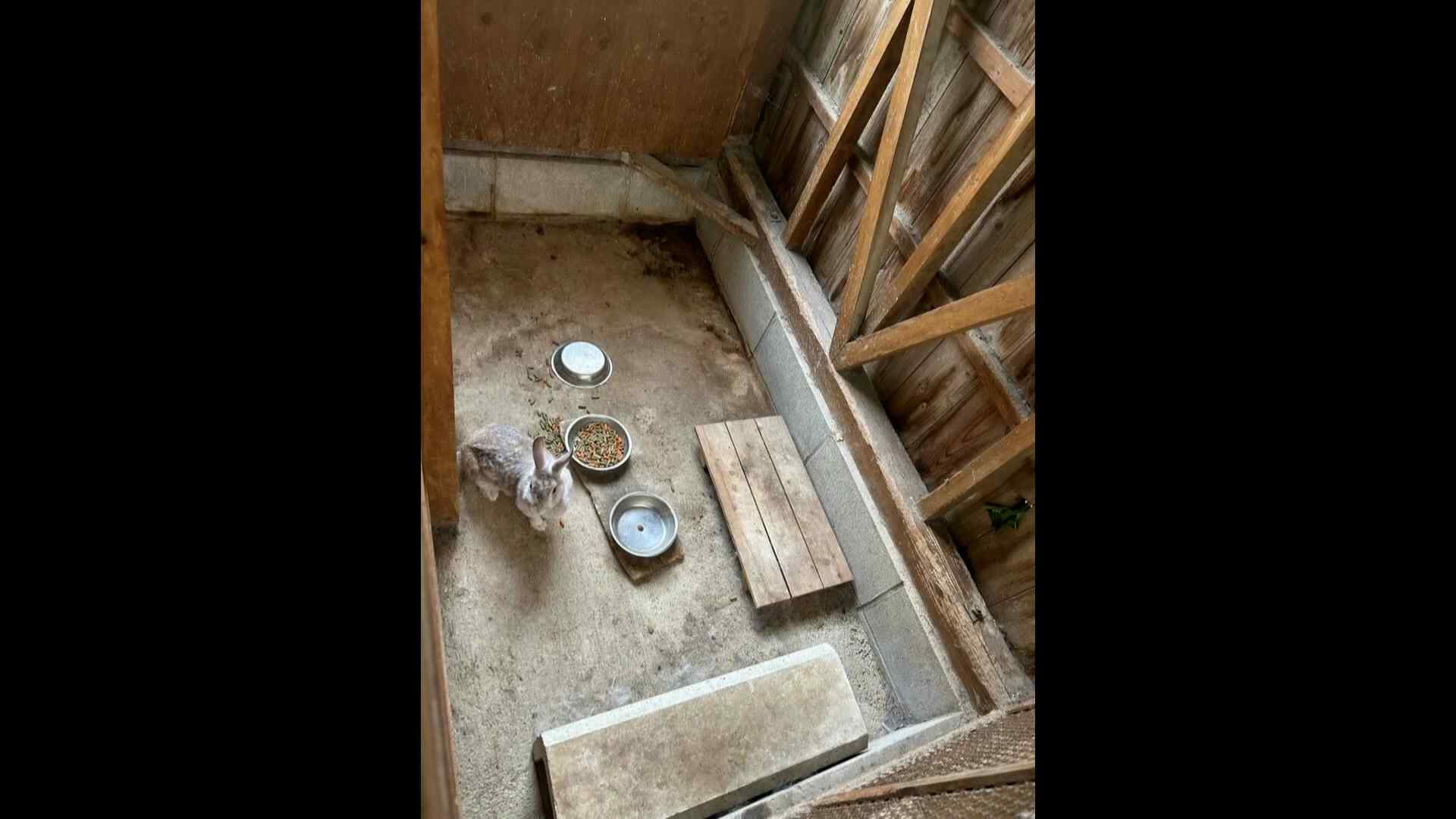 痩せ細り糞便だらけ、奇形、多頭飼育崩壊…小学校のウサギ小屋の