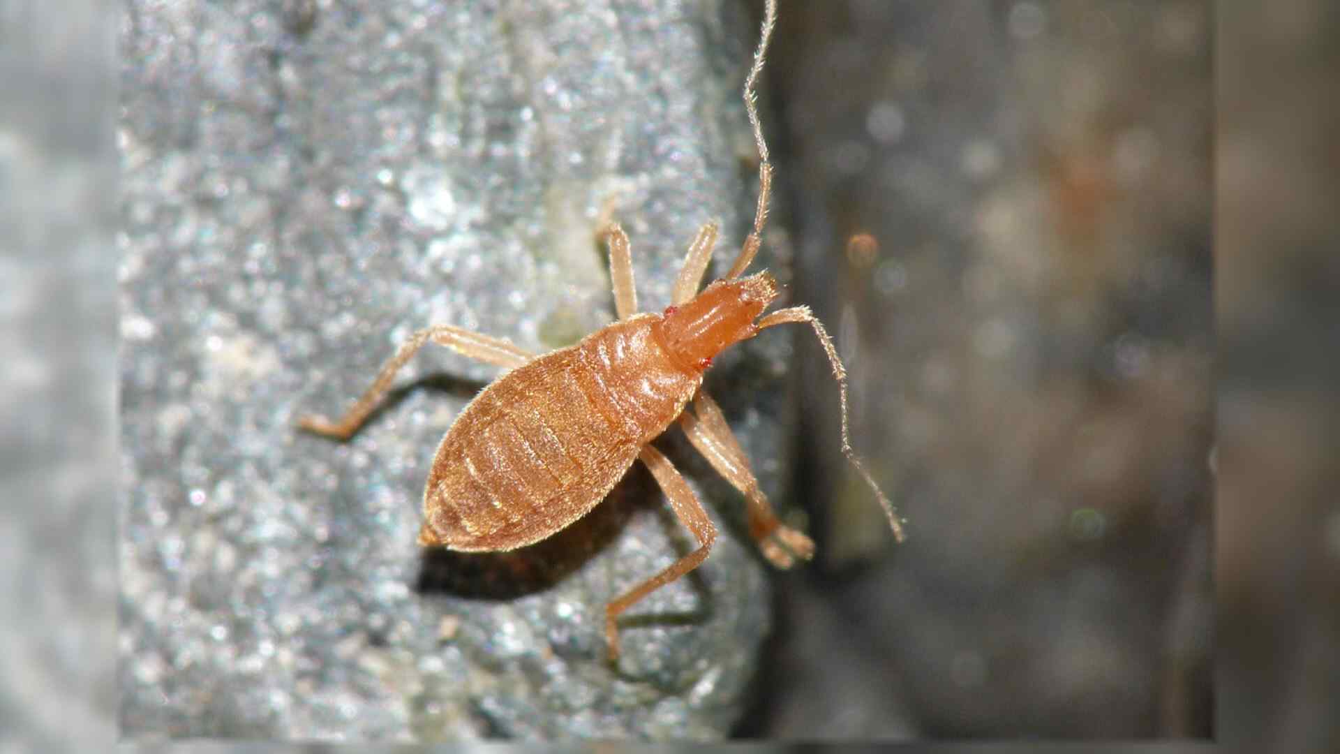 約１００年ぶりの新種”九大生が発見、「ナギサミズカメムシ」 - RKBオンライン