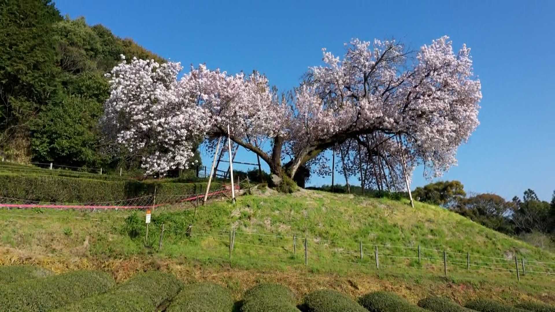茶畑とのコントラストが美しい一本桜「納戸料の百年桜」 バイパス開通