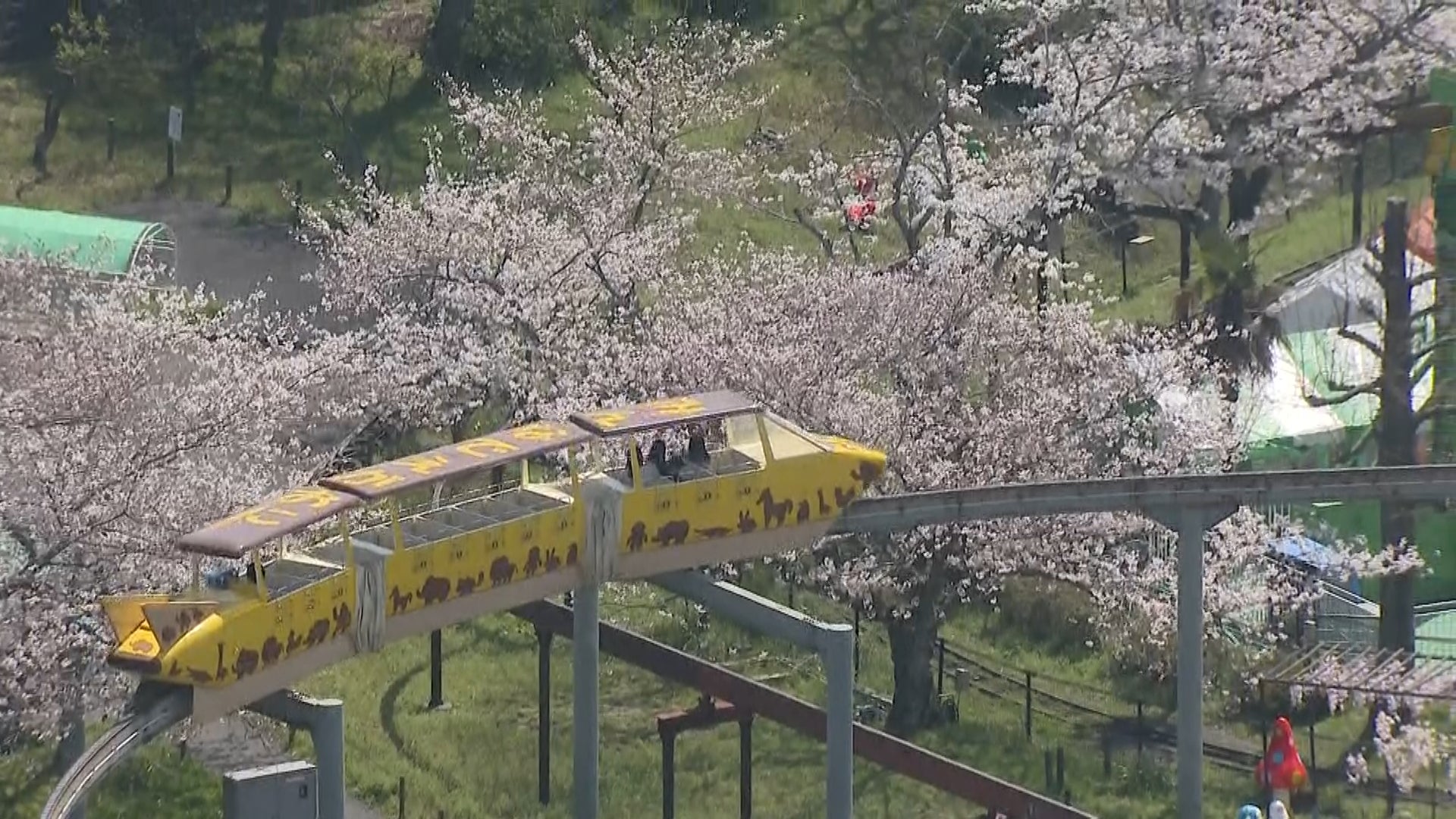 市民に愛された「桜のトンネル」 レトロな乗り物「サイクルモノレール