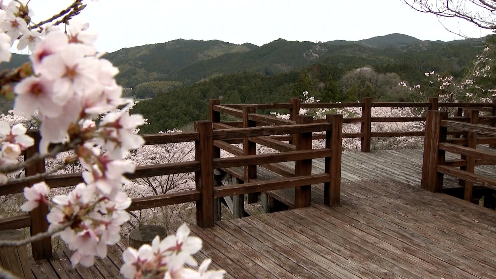 綺麗にあります。自分で取りに来てください。埼玉県ひばりヶ丘になります。 ♦️beautyofjapan_official のタグ⠀ で投稿されたお写真を紹介