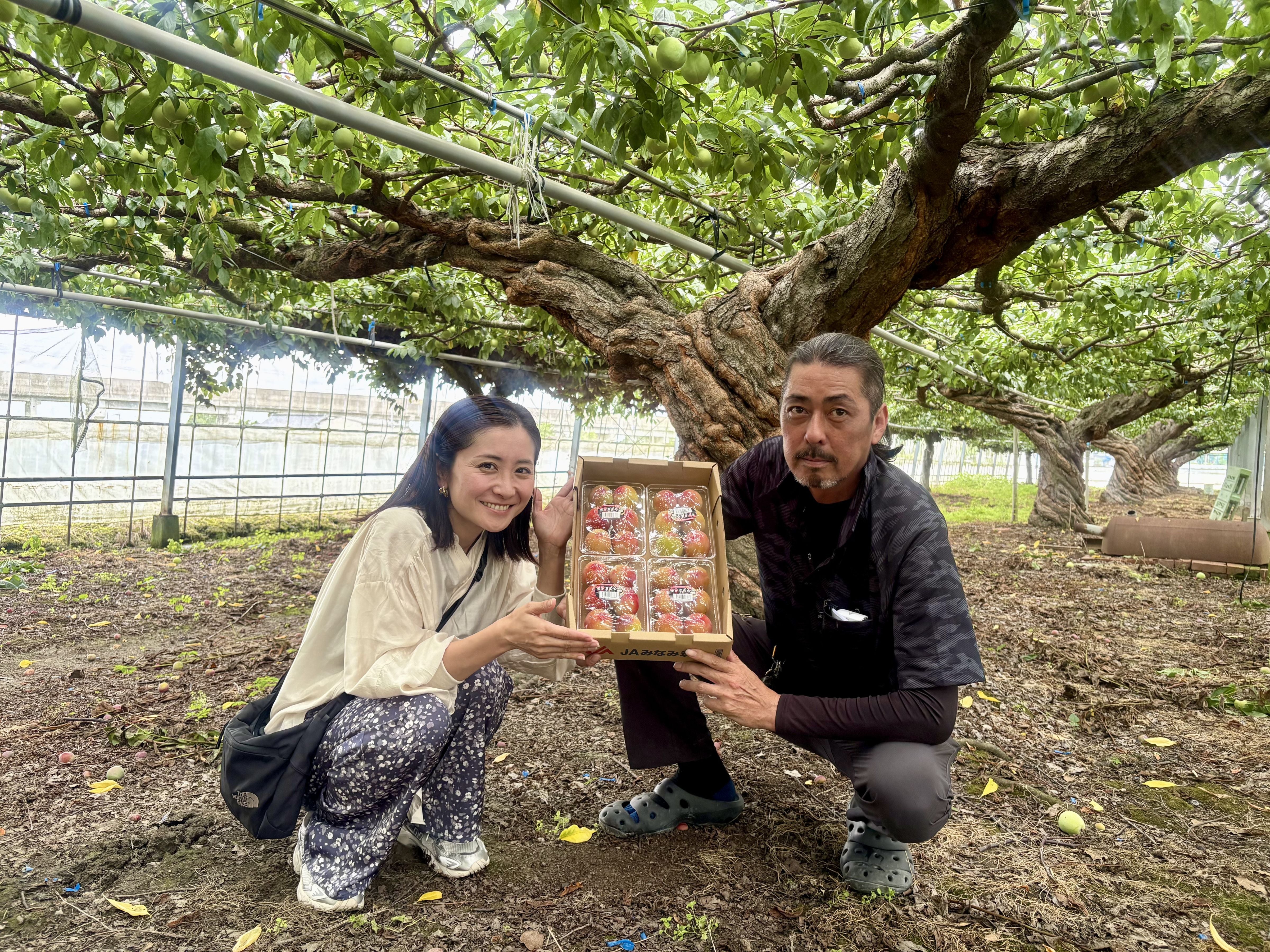 すもも 福岡県産すもも（JA全農ふくれん） 堀加寿美 - RKB毎日放送