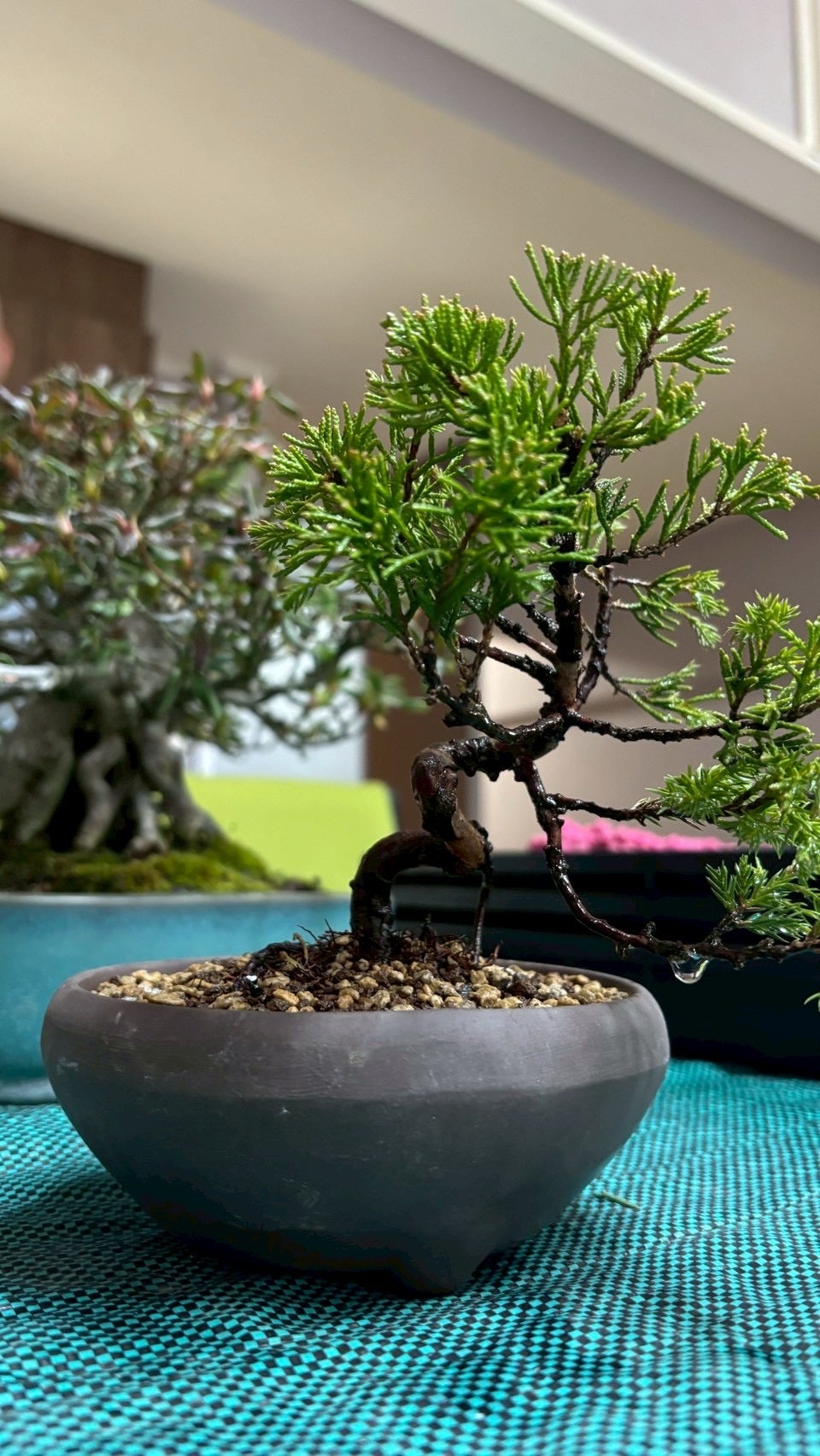 若者も外国人観光客も盆栽に夢中!?福岡市の専門店をスナッピーが取材