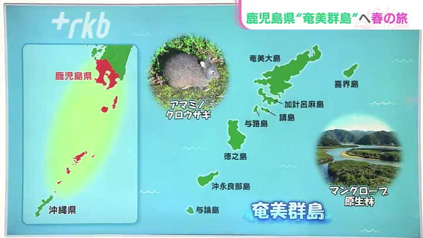 鹿児島県奄美群島へ春の旅！青い海で超癒しの時間、長寿の郷土料理とマングローブ探検！ - RKBオンライン