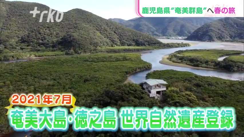 鹿児島県奄美群島へ春の旅！青い海で超癒しの時間、長寿の郷土料理とマングローブ探検！ - RKBオンライン