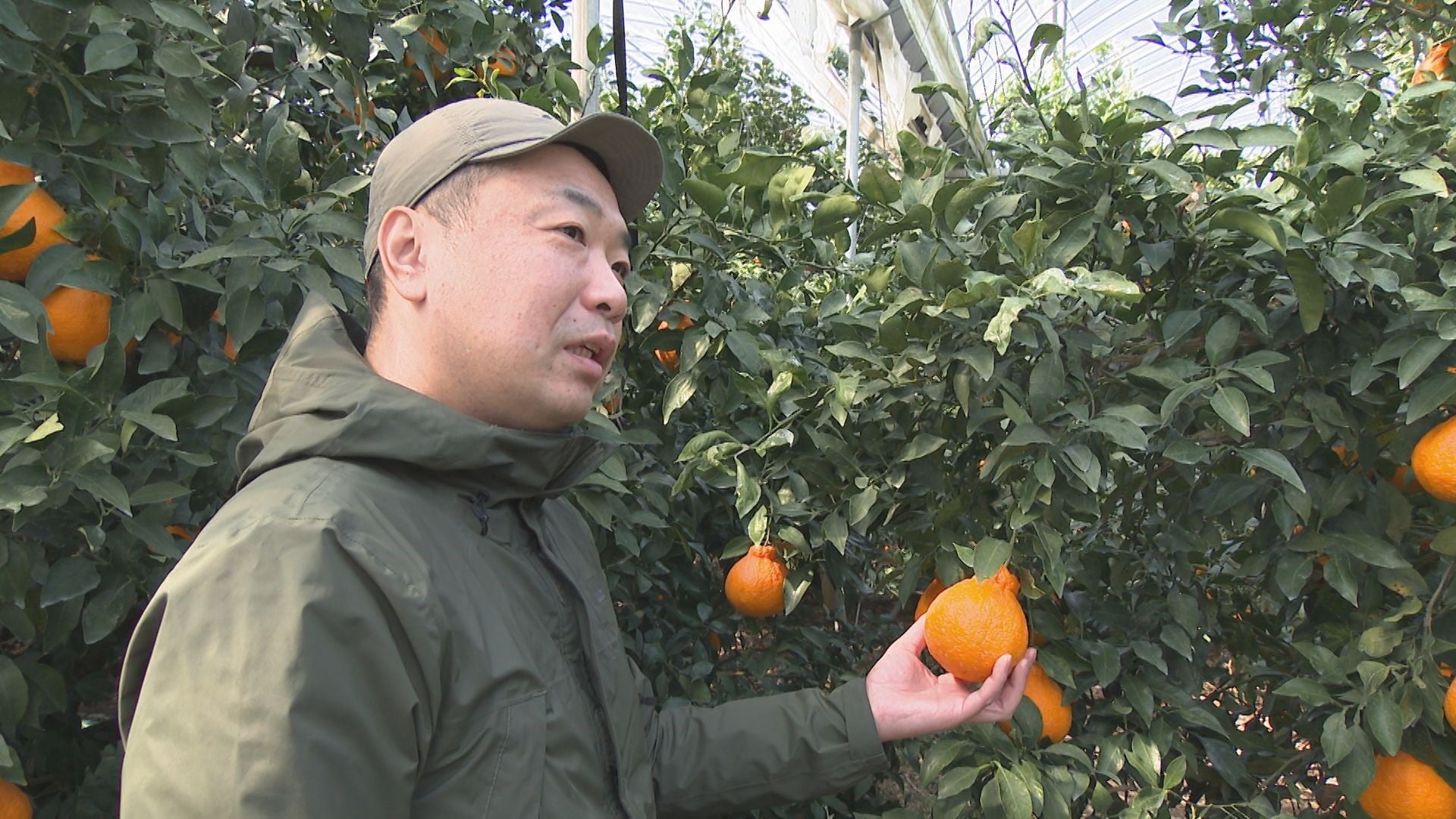 Juice=Juice コレクション生写真 過去物 即購入不可 mini完売記念大特価！】PRECIOUS PIKO APPLE JUICE【12月限定価格