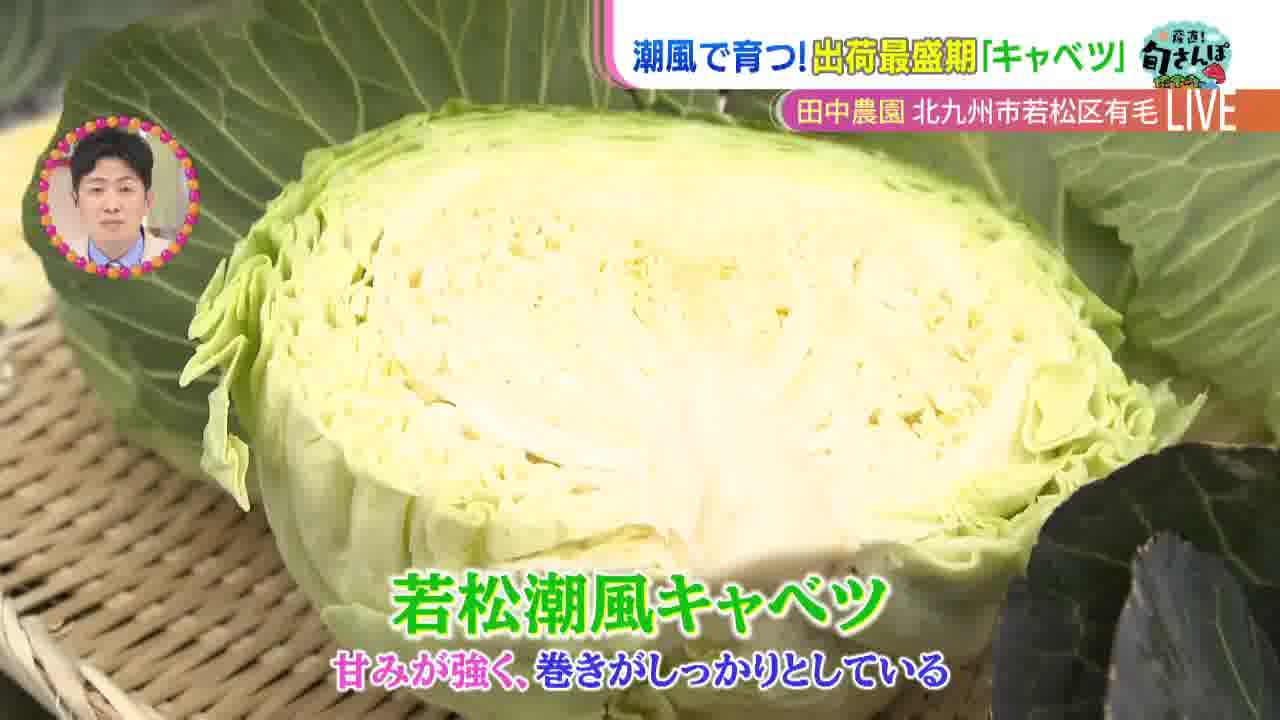 北九州市若松区のブランド野菜】若松潮風キャベツ - RKB毎日放送