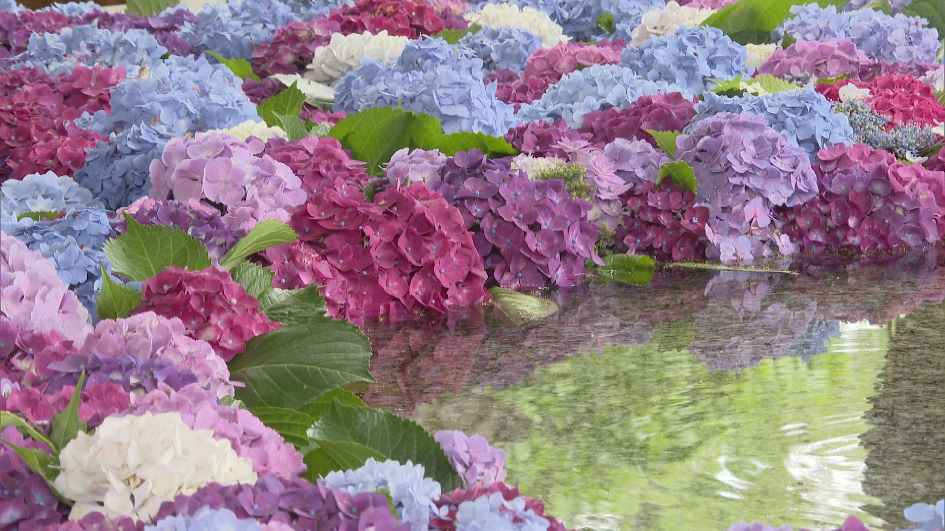 色とりどりのアジサイ700本「花手水」6メートル一枚岩に浮かぶ