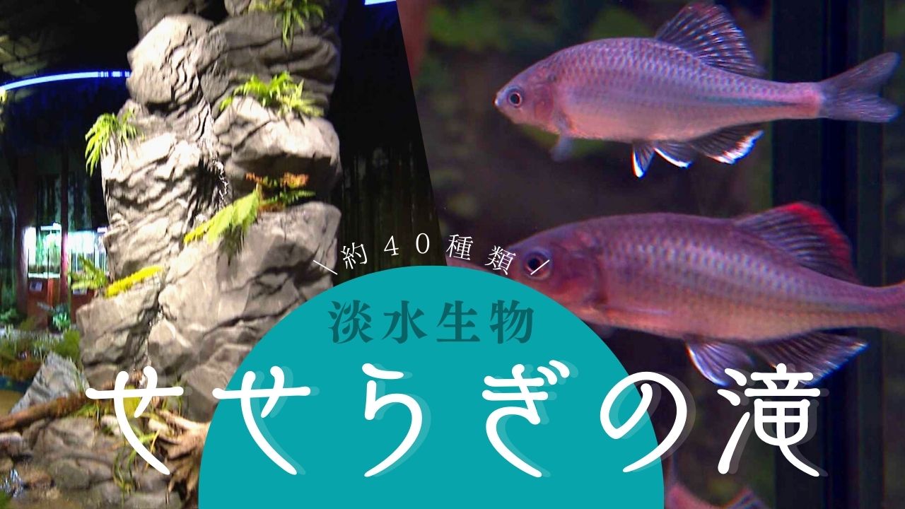 水の生き物 水の生き物 水の生き物｜学研の図鑑LIVE｜学研の図鑑（Gakken）