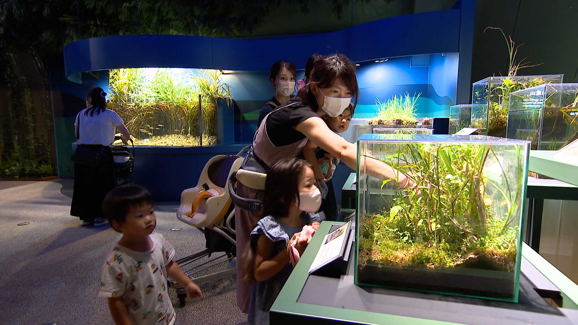 水の生き物 水の生き物 水の生き物｜学研の図鑑LIVE｜学研の図鑑（Gakken）