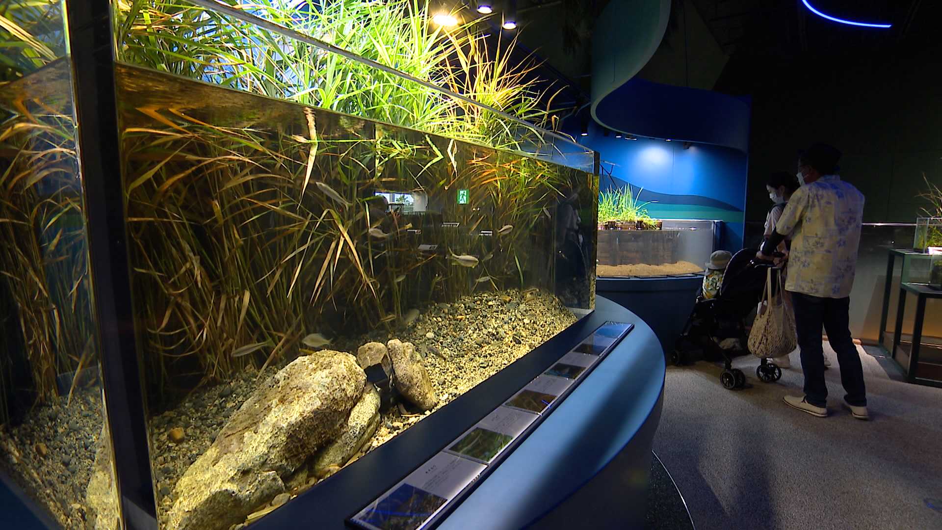 九州 水の森」オープン 絶滅危惧種のセボシタビラも展示～マリン