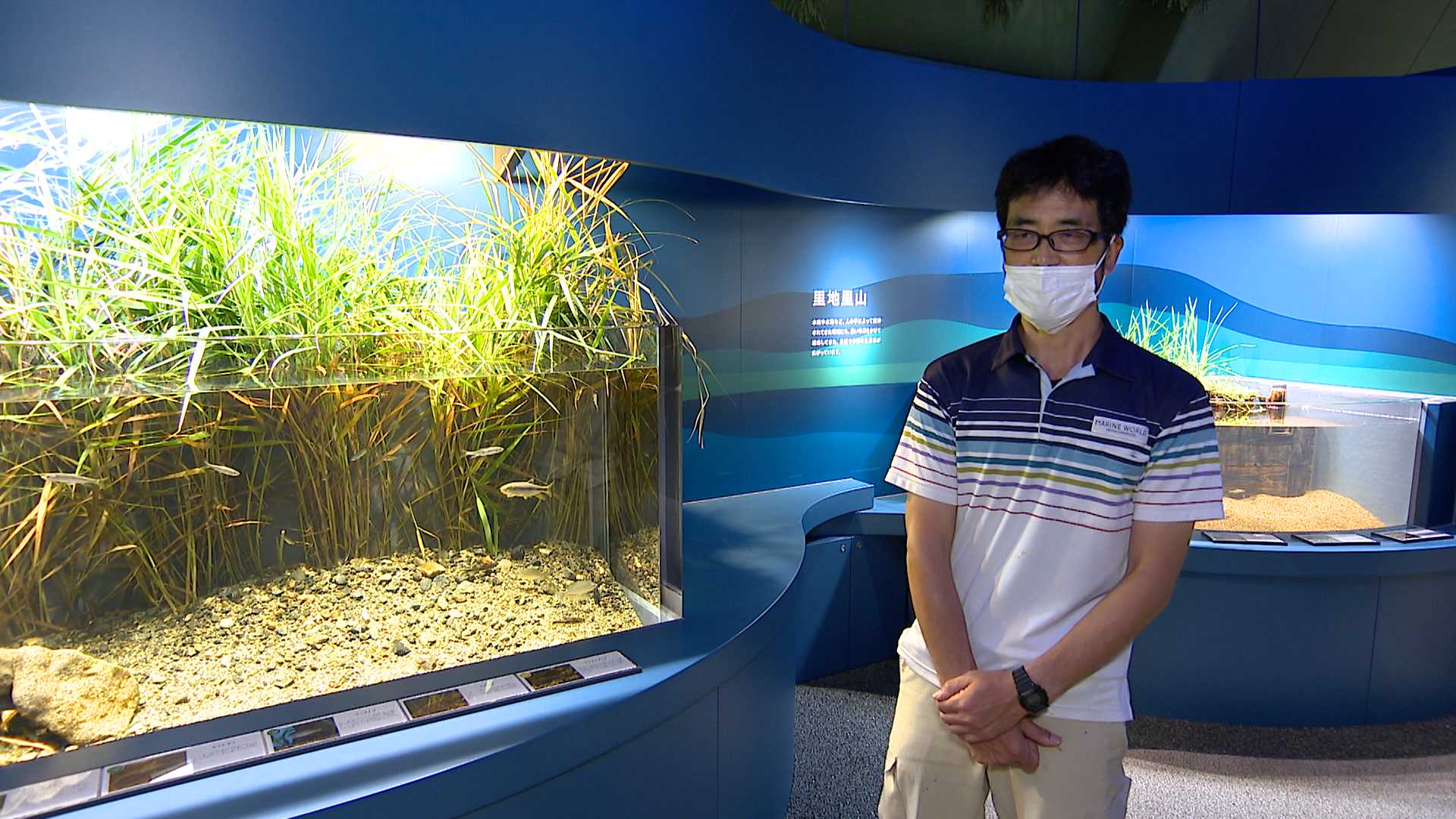 水の生き物 新版]水の生物 DVDつき (小学館の図鑑 NEO) | 白山 義久, 窪寺 恒己