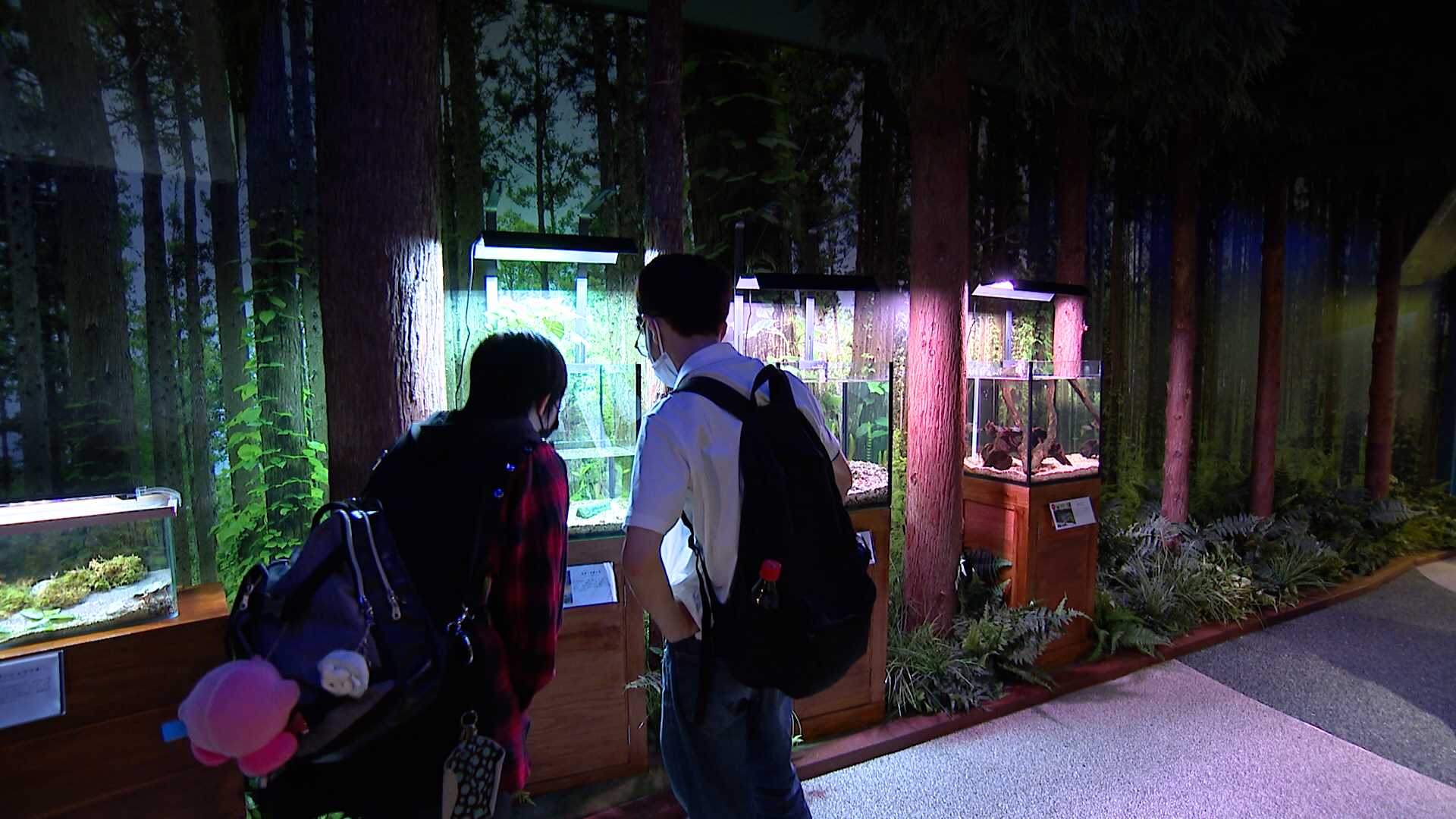 水の生き物 水の生き物 水の生き物｜学研の図鑑LIVE｜学研の図鑑（Gakken）