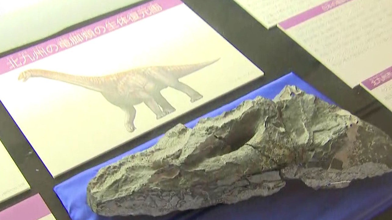 国内最大級の“恐竜の首の化石”約1億1000万年前に存在、博物館で