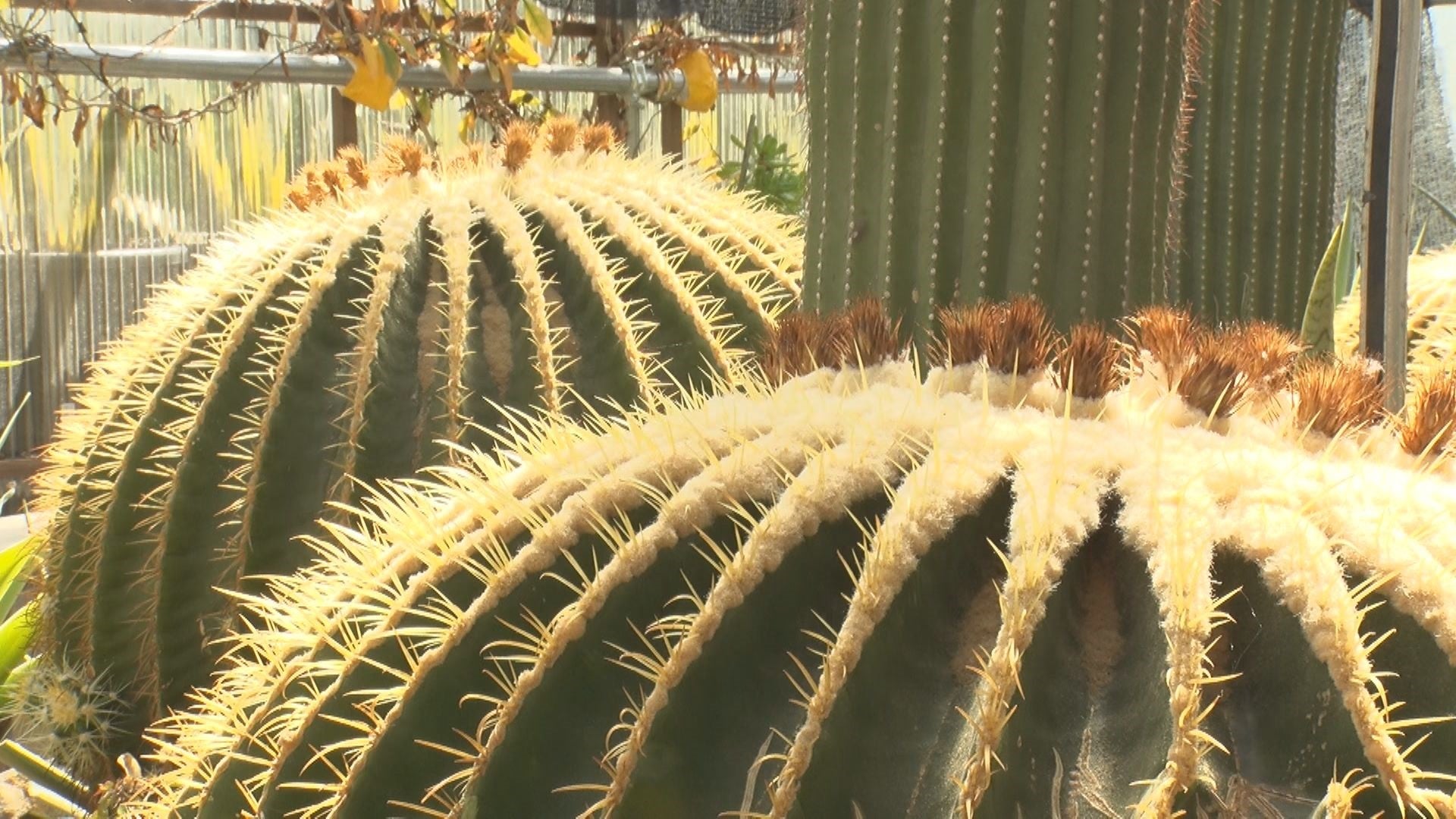 僕とサボテン - RKB毎日放送