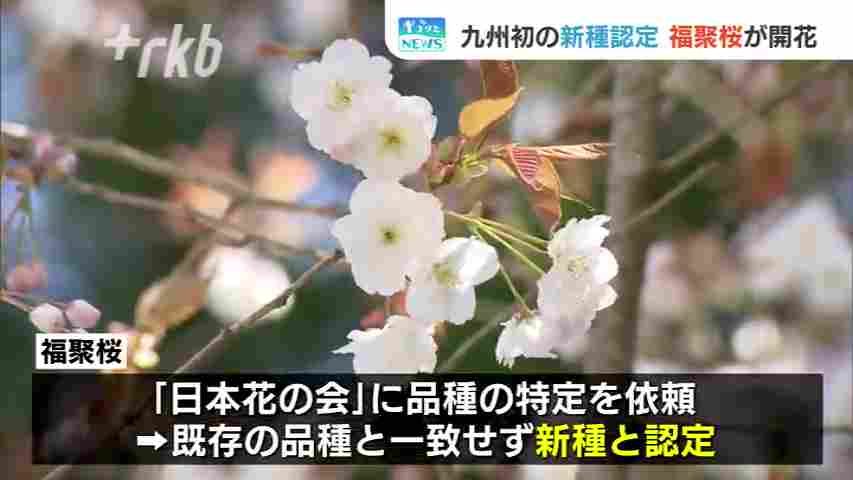 九州初の新種認定「福聚桜」が開花～福岡・篠栗町 呑山観音寺 - RKB
