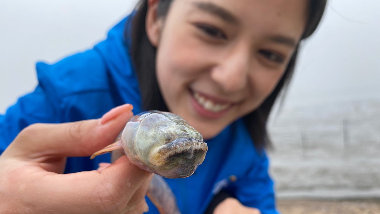 佐賀県・鹿島市で春を告げる「ワラスボ漁」 - RKBオンライン