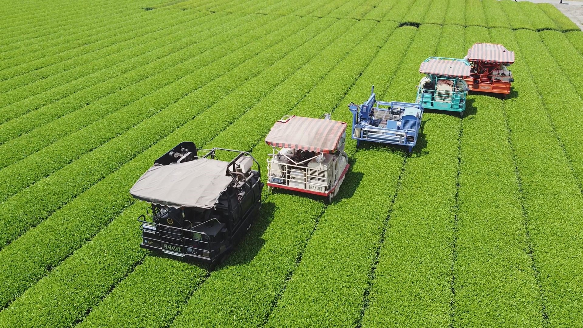 茶レンジ！日本のお茶文化を世界へ - RKB毎日放送