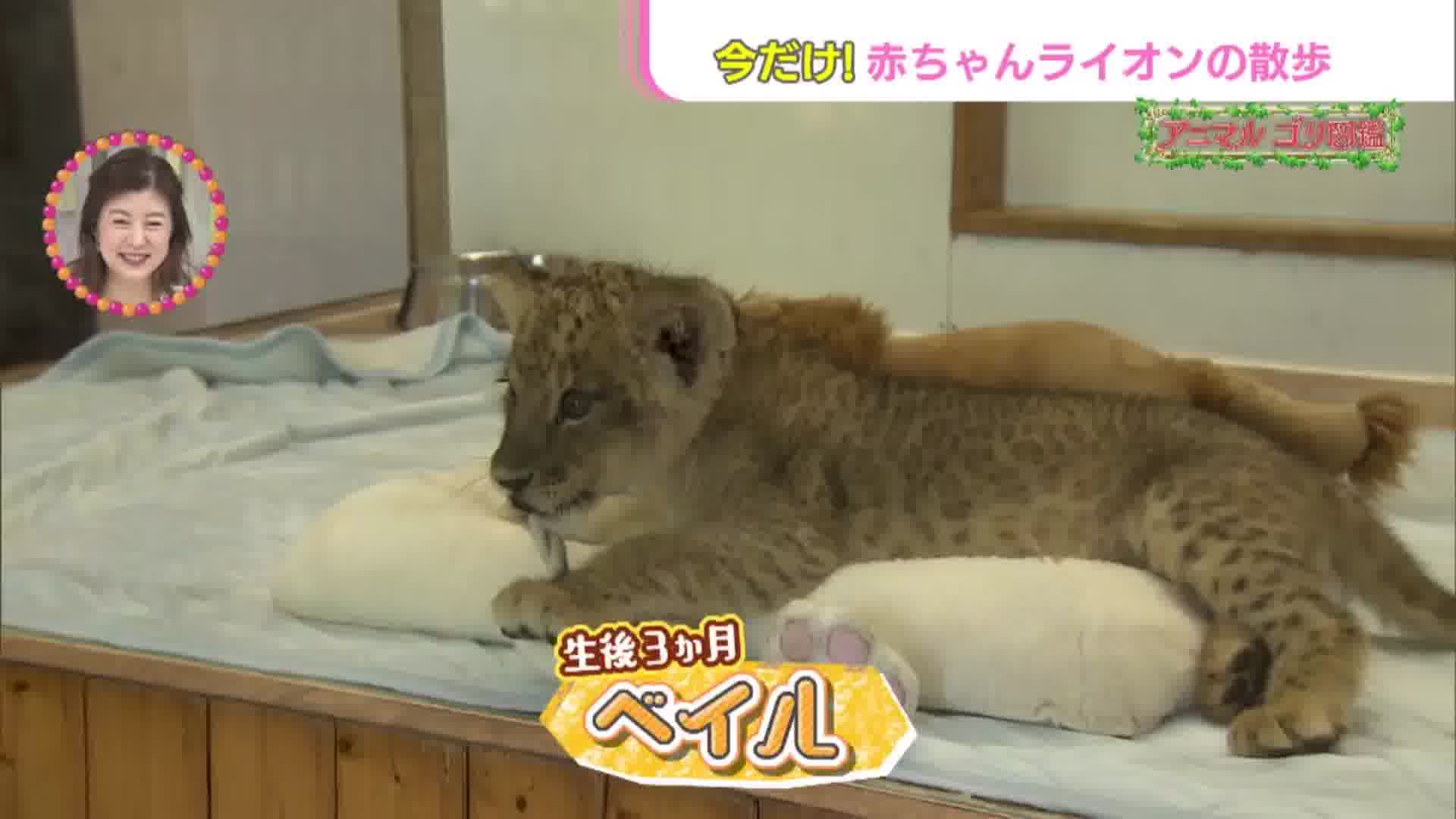 アフリカン・サファリで激レア撮影 - RKB毎日放送