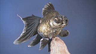 サカナへの愛をカタチに - RKB毎日放送