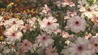 世界で唯一の花を！ラナンキュラス博士の挑戦 - RKB毎日放送