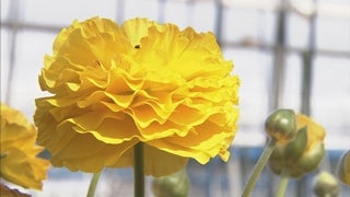 世界で唯一の花を！ラナンキュラス博士の挑戦 - RKB毎日放送