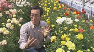 世界で唯一の花を！ラナンキュラス博士の挑戦 - RKB毎日放送