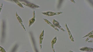 ミドリムシ yta022947s_b2.jpg