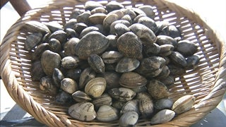 アサリパワーで宝の海を！！ - RKB毎日放送