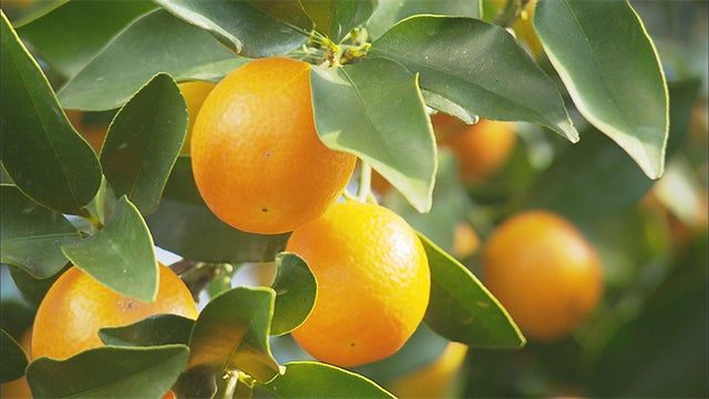 黄金の一粒～100年果樹園の完熟金柑～ - RKB毎日放送