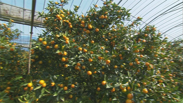 黄金の一粒～100年果樹園の完熟金柑～ - RKB毎日放送