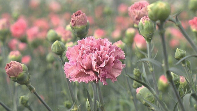 ITで差をつけろ！究極のカーネーション - RKB毎日放送