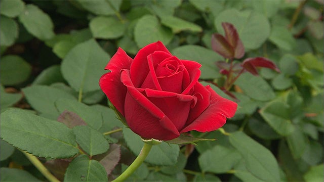 くみさま専用実習パラ ザ ミラー | 天空のバラ園(無農薬バラ苗・花苗・クレマチス・ハーブ