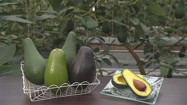 マンゴーに続け！アボカドを特産品へ - RKB毎日放送