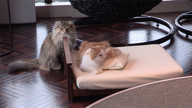 大川のネコ家具できました！！ - RKBオンライン