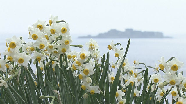 華道家が珍重！長崎水仙～ - RKB毎日放送