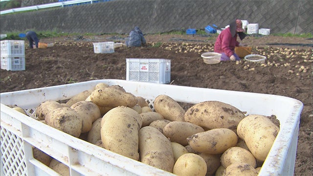 食糧難を解決！？「ナガシマ式」じゃがいも - RKBオンライン