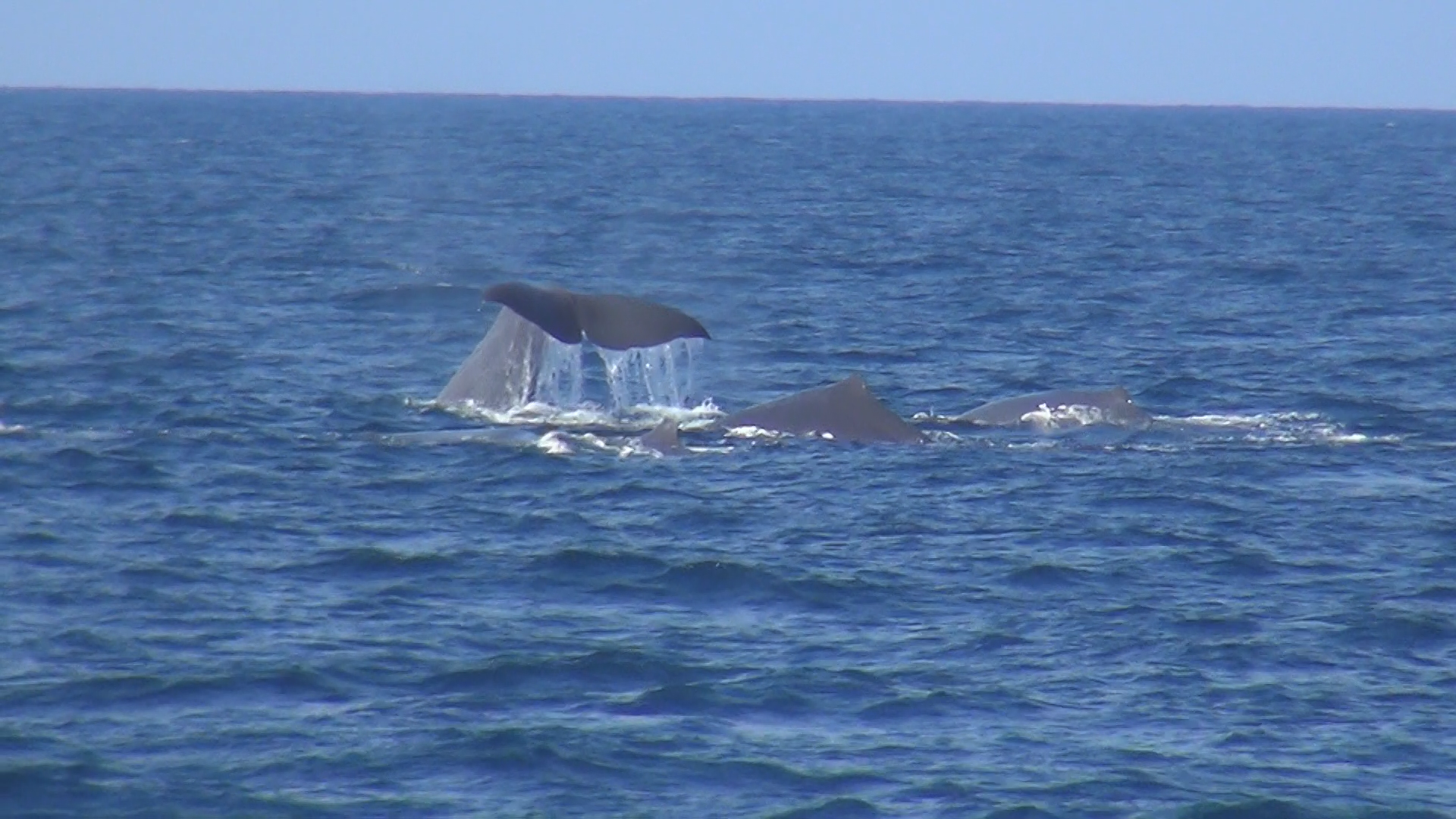 追え！海の王者マッコウクジラ - RKB毎日放送