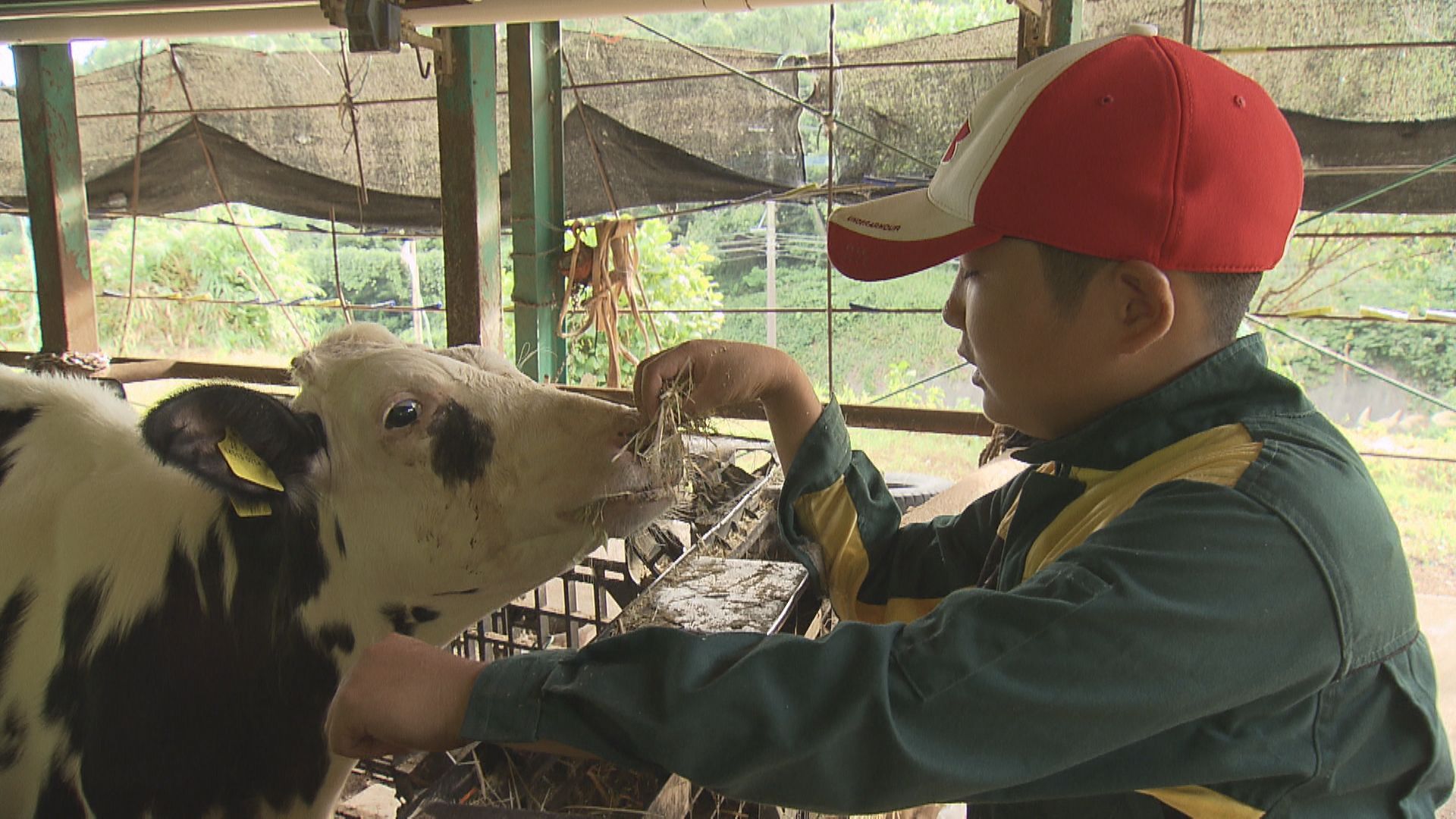 酪農少年 - RKB毎日放送